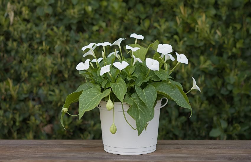Propagation, Repotting, and Fertilizer Tips for a Flourishing White Butterfly Vine