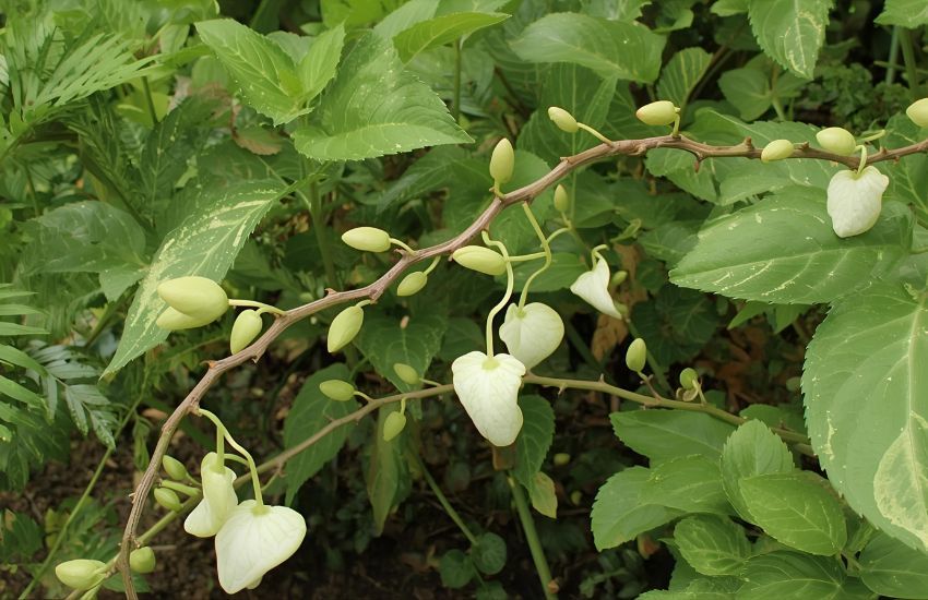 How to Grow and Care for the Syngonium White Butterfly Plant
