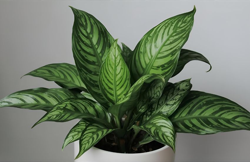 How to Help Your Calathea Sanderiana Thrive in Any Interior Space