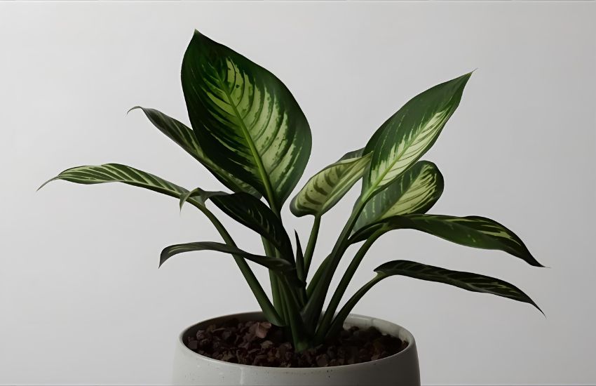 Choosing the Right Pot and Placement for Calathea Plants