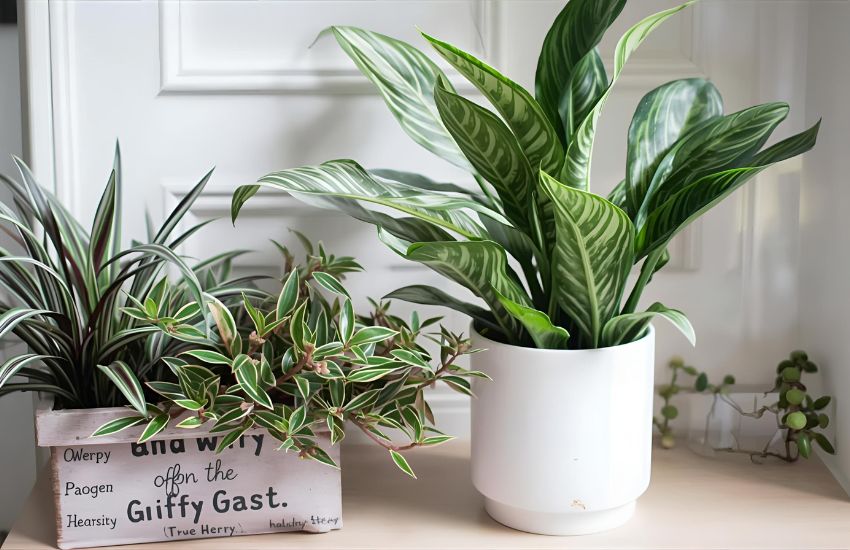 Unveiling the Unique Pinstripes and Foliage of Calathea Ornata