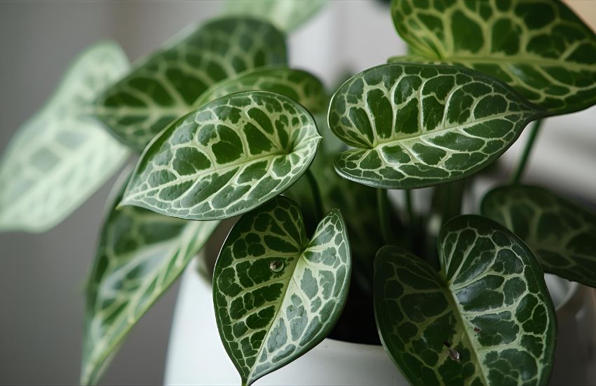 How to Water, Fertilize, and Repot Your Chinese Money Plant Properly
