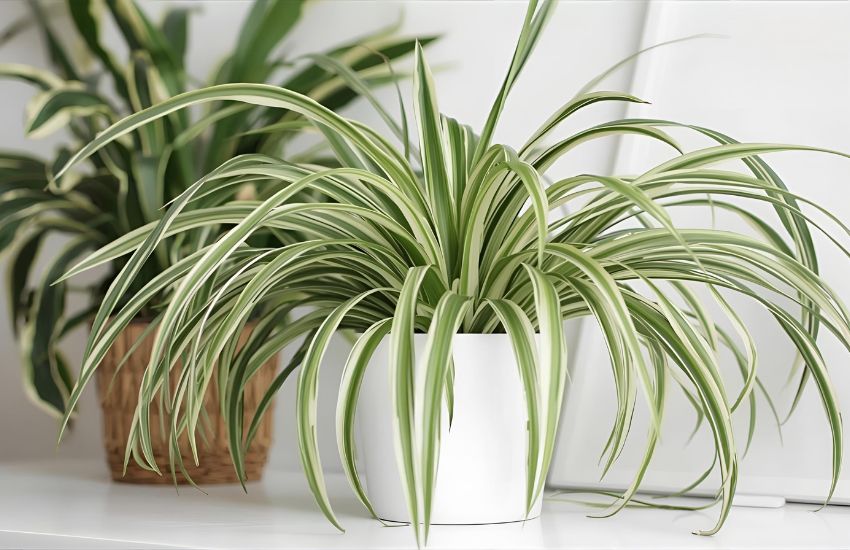 Chlorophytum Spider Plant: Grow and Propagate This Variegated Houseplant Indoors