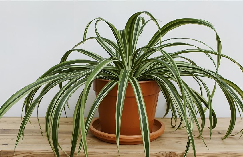 How to Grow Chlorophytum Spider Plant Indoors for Lush, Healthy Growth