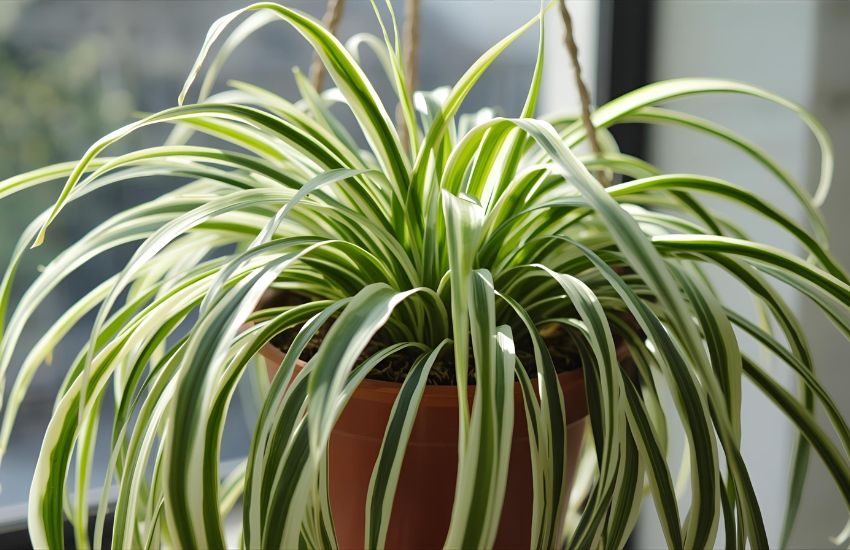 Choose the Right Pot and Fertilizer for Your Spider Plant