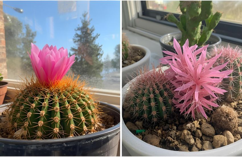 Key Differences Between Christmas, Easter, and Thanksgiving Cacti Explained