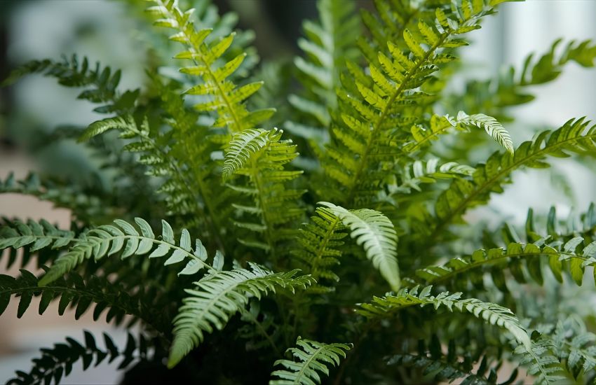 Cobra Fern Plant - Medium Care Tips for Thriving Asplenium Indoors