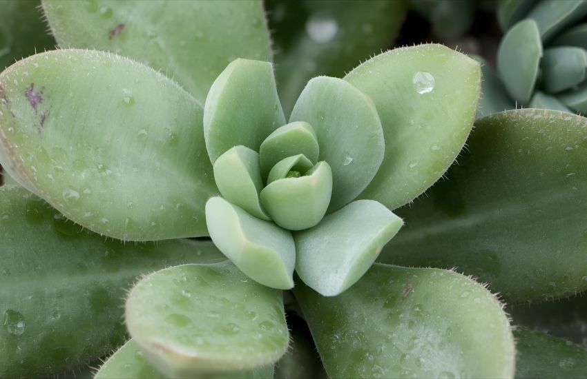 Best Ways to Propagate Crassula Ovata Succulent Successfully at Home