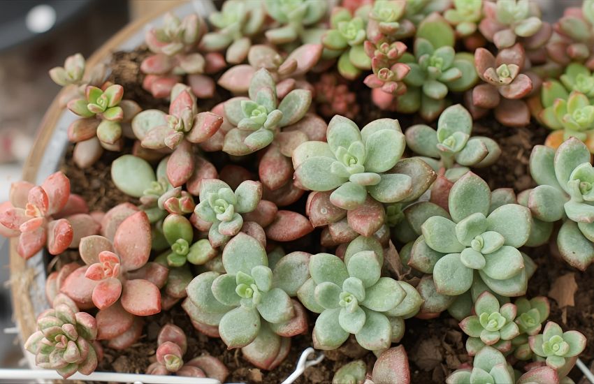How to Care for a Jade Plant as a Houseplant Indoors