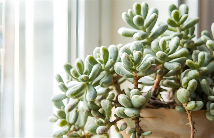 Crassula Ovata Variegated: How to Care for This Unique Jade Plant Cultivar