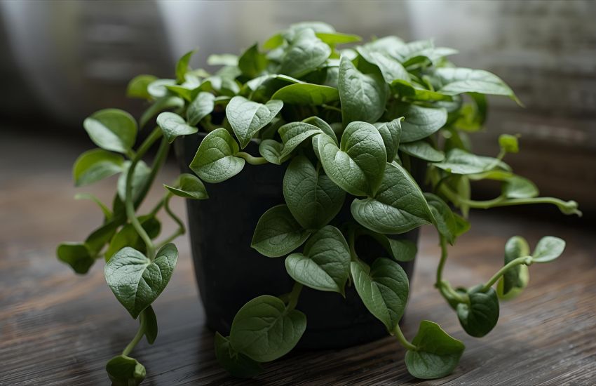 Common Turtle Vine Plant Pests and Diseases You Should Know