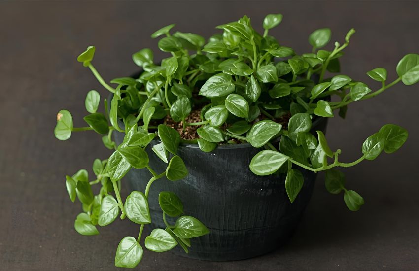 Why Pink Callisia Repens Leaves Need Special Indoor Plant Care