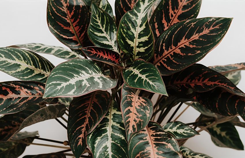 Croton Petra XL: Bold Indoor Plant for Striking Decor and Natural Beauty