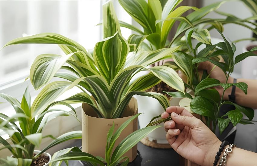 5 Reasons Plant Gift Delivery Is Great for Every Occasion Houseplant