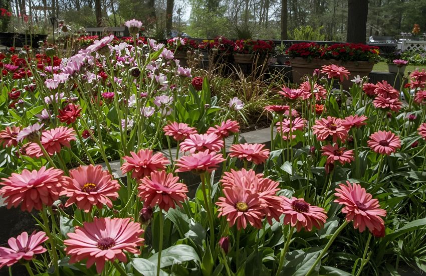 Top Flower Garden Tips: Fertilizer, Deadheading, and Pruning Essentials