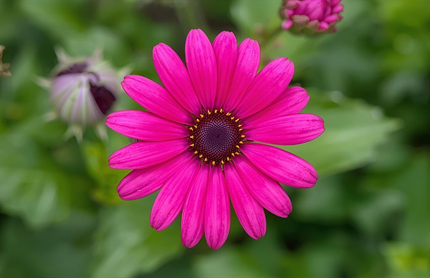 Everything You Need to Know About Outdoor Flower Care for Garden Lovers