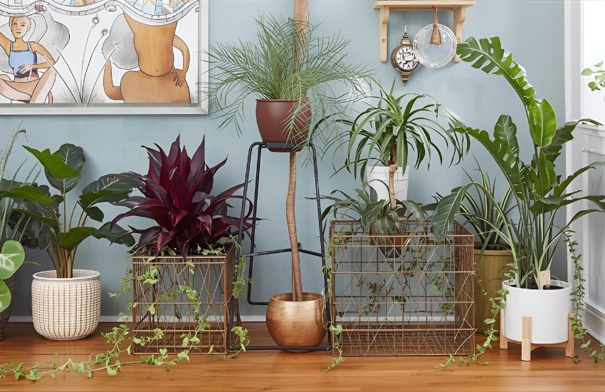 Housewarming Gift Ideas Featuring Snake Plant, Fern, and Peace Lily