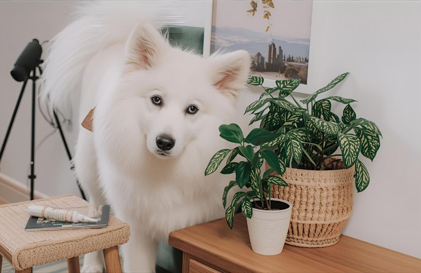 Creating a Plant-Filled Pet-Friendly Home: Keep Pets Safe with Greenery