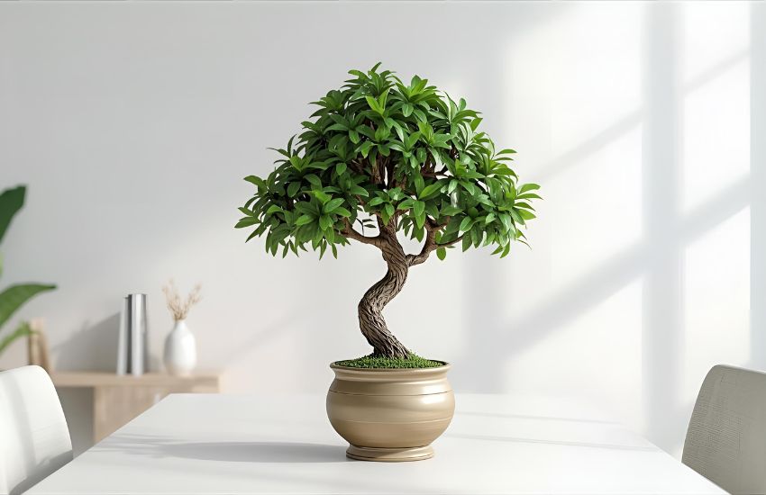 Unlock the Symbolism and Benefits of the Chinese Money Tree Plant Today