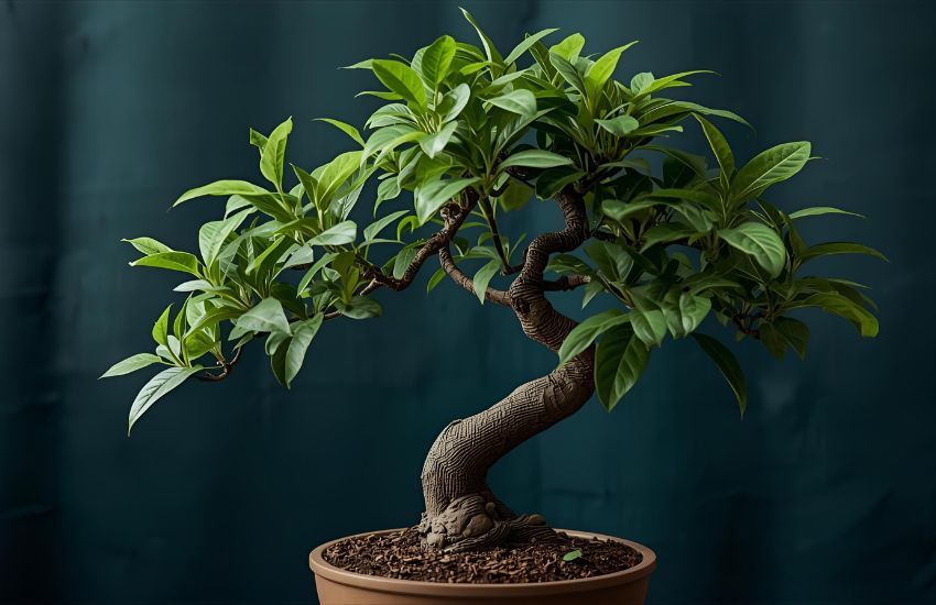 Why the Money Tree Plant Is Used in Feng Shui Practices