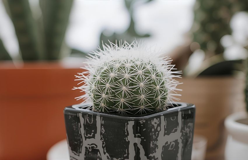 Easy Indoor Cactus Care Tips Every Succulent Lover Should Know
