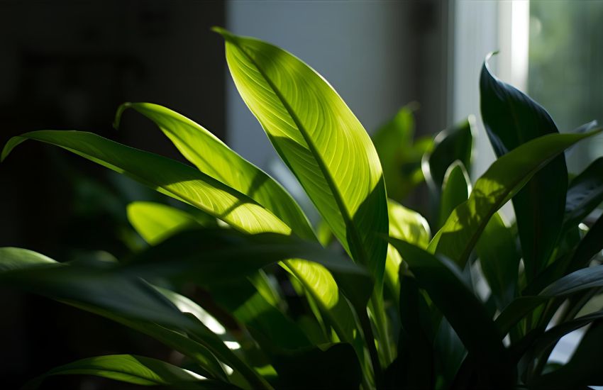 Understand Indoor Plant Lighting 101: Light Requirements for Indoor Plants