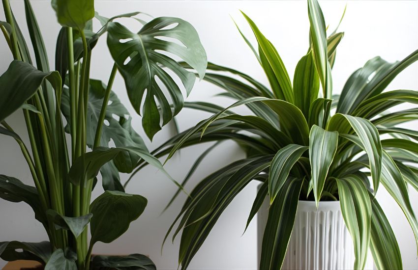Wrong Pot or Mix? Common Houseplant Mistakes to Avoid