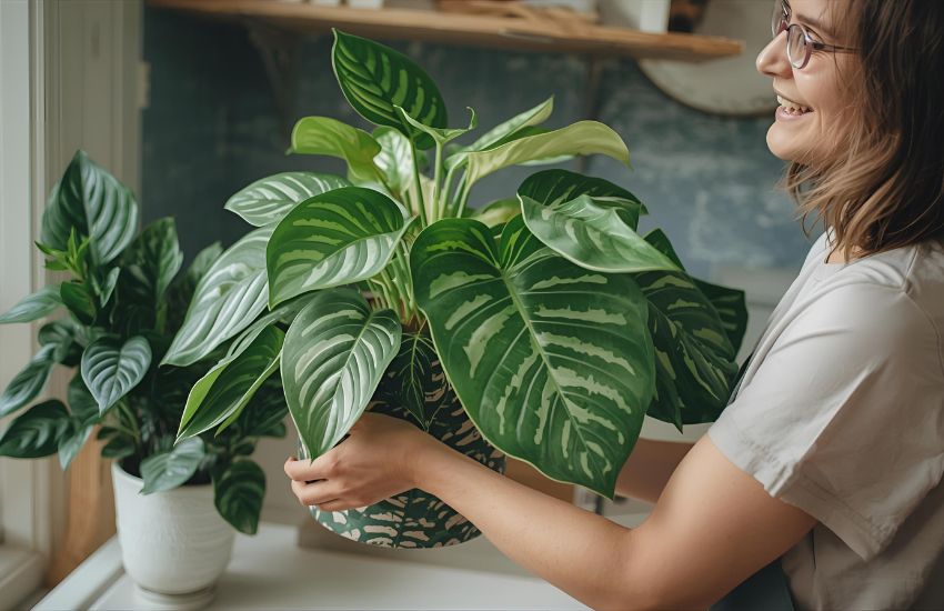 Indoor Plant Delivery: Welcoming Your New Plant Home with Style & Joy
