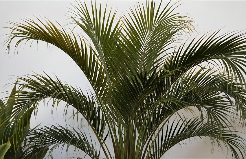 Common Reasons Your Majesty Palm Is Turning Brown or Yellow