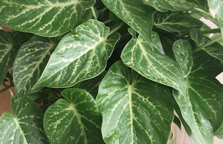 Common Croton Pests and When to Repot Indoor Garden Plants