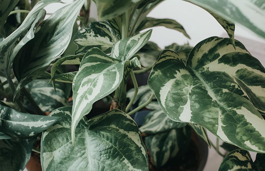 Houseplant Care: What’s Wrong with My Croton Petra Drooping?