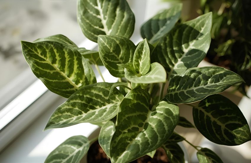Grow-How Tips Croton Care: Your Ultimate Indoor Plant Care Guide
