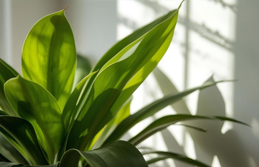 Peace Lilies to Pothos: Nurture Calm in Bathroom & Bedroom