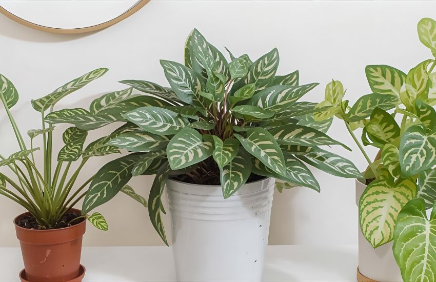How to Care for Your Croton Plant Indoors Year-Round