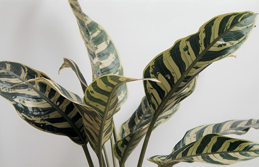 Common Croton Plant Pests and Watering Tips You Should Know