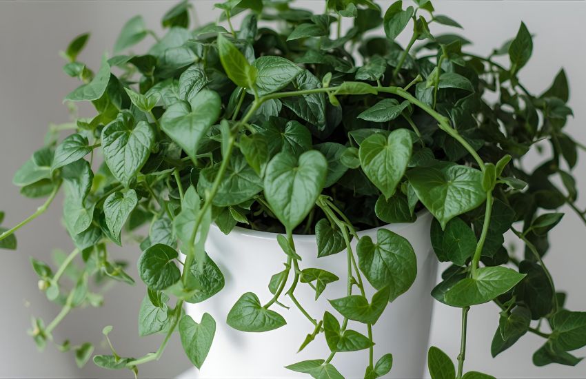 Grow-How Tips Hedera Ivy Care: Master English Ivy Indoors Easily