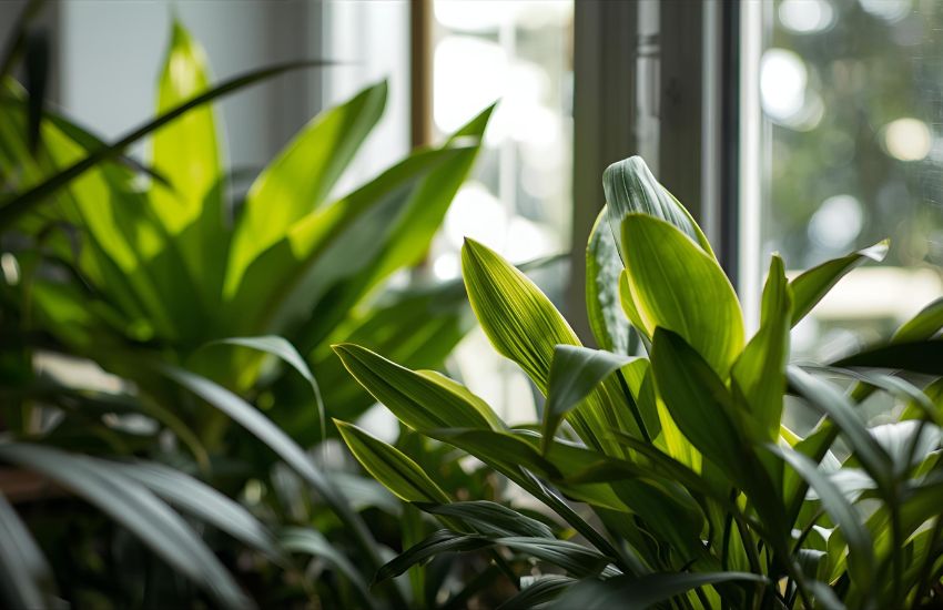 Getting the Right Amount of Light for Thriving Indoor Plants