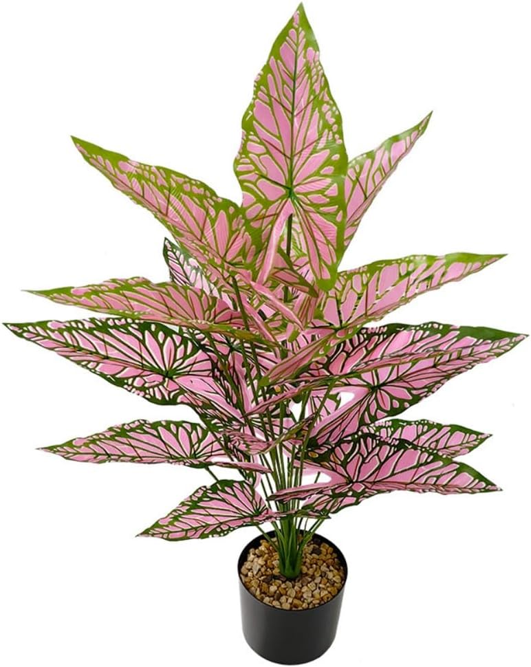 Aglaonema Plant with Variegated Green and Red Leaves