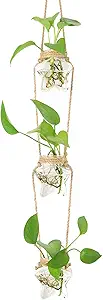 Wall Glass Propagation Vase