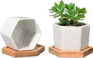 Hexagon Succulent Planter Set