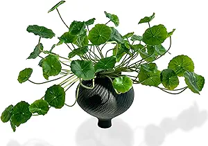 Lotus Chinensis Plant