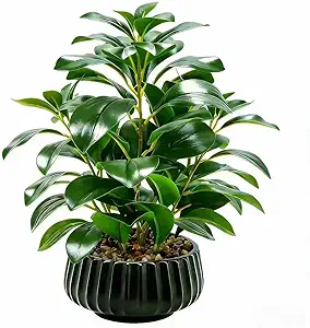 Peperomia Ceramic Plant Decor