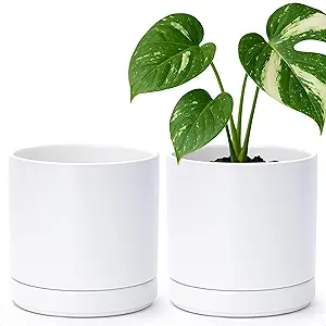 D'vine Dev Set of 2 Plants Pots