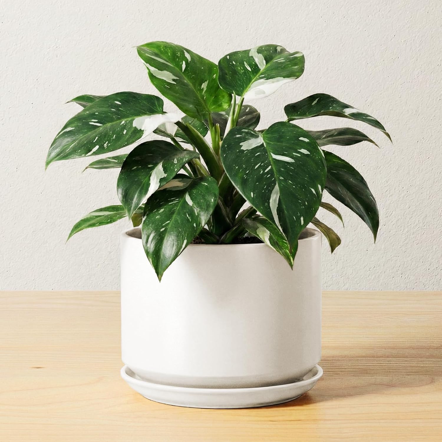 White Ceramic Plant Pots