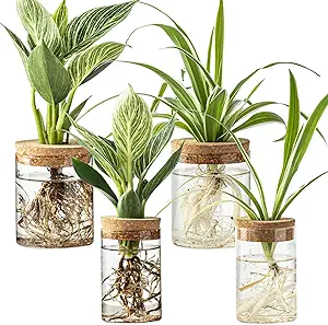 Glass Plant Propagation Stations for Plants