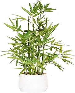 365 Blooming Decor 18 inch Tall White Potted Artificial Bamboo Plant