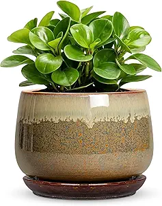 Ceramic Succulent Plant Pot