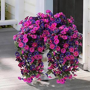 Hanging Morning Glory Vines