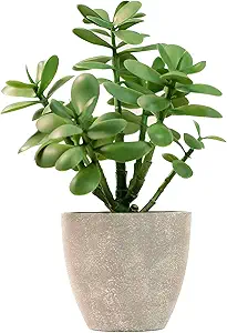 Artificial Jade Pot Plant