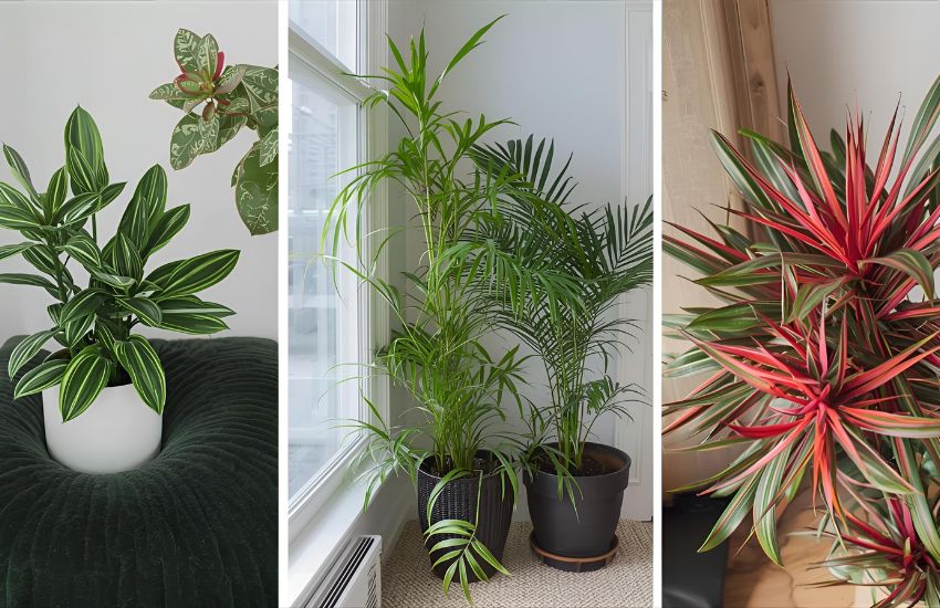 Dracaena Compacta Care Tips: Water, Repot, Prune, and Prevent Pests